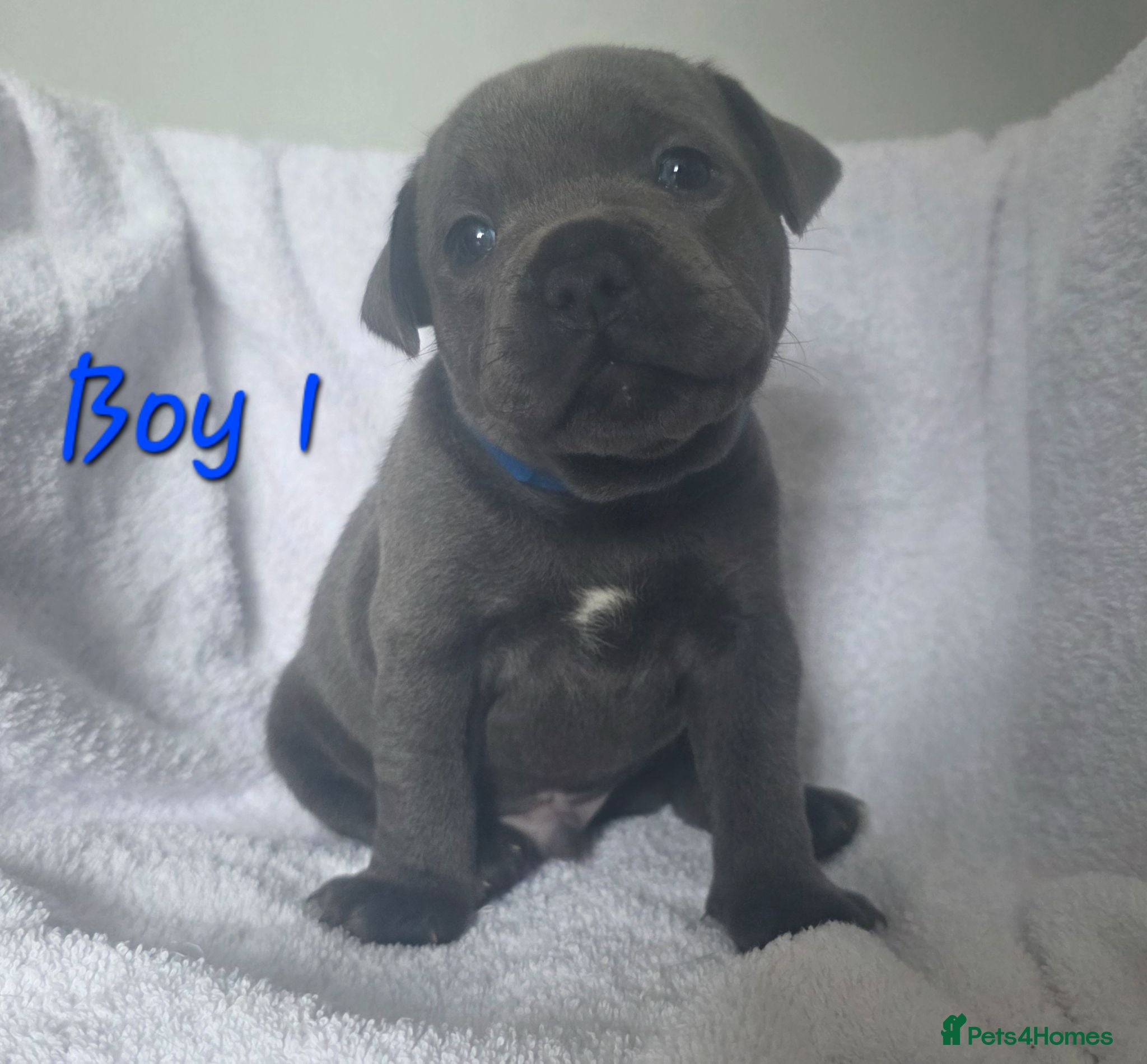 Staffordshire Bull Terrier dogs Stunning Blue Staffordshire Bull terrier puppy's  - Advert 9