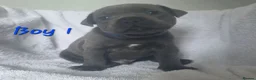 Staffordshire Bull Terrier dogs for sale: Stunning Blue Staffordshire Bull terrier puppy's  - Advert 3