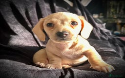 Miniature Dachshund dogs for sale: Miniature dachshund puppies  - Advert 14