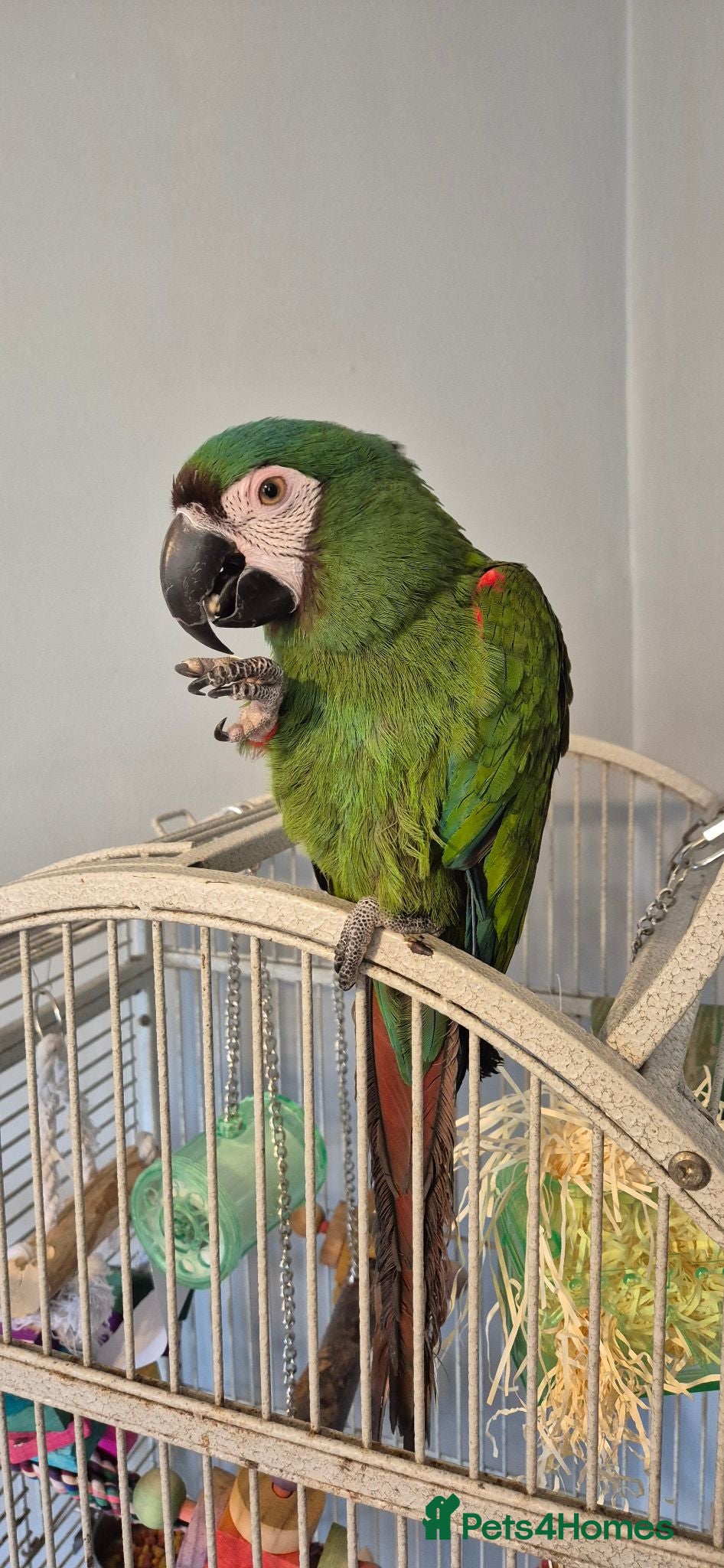 Macaws birds Reluctant sale severe macaw - Advert 2