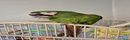 Macaws birds for sale: Reluctant sale severe macaw in Motherwell - Advert 2