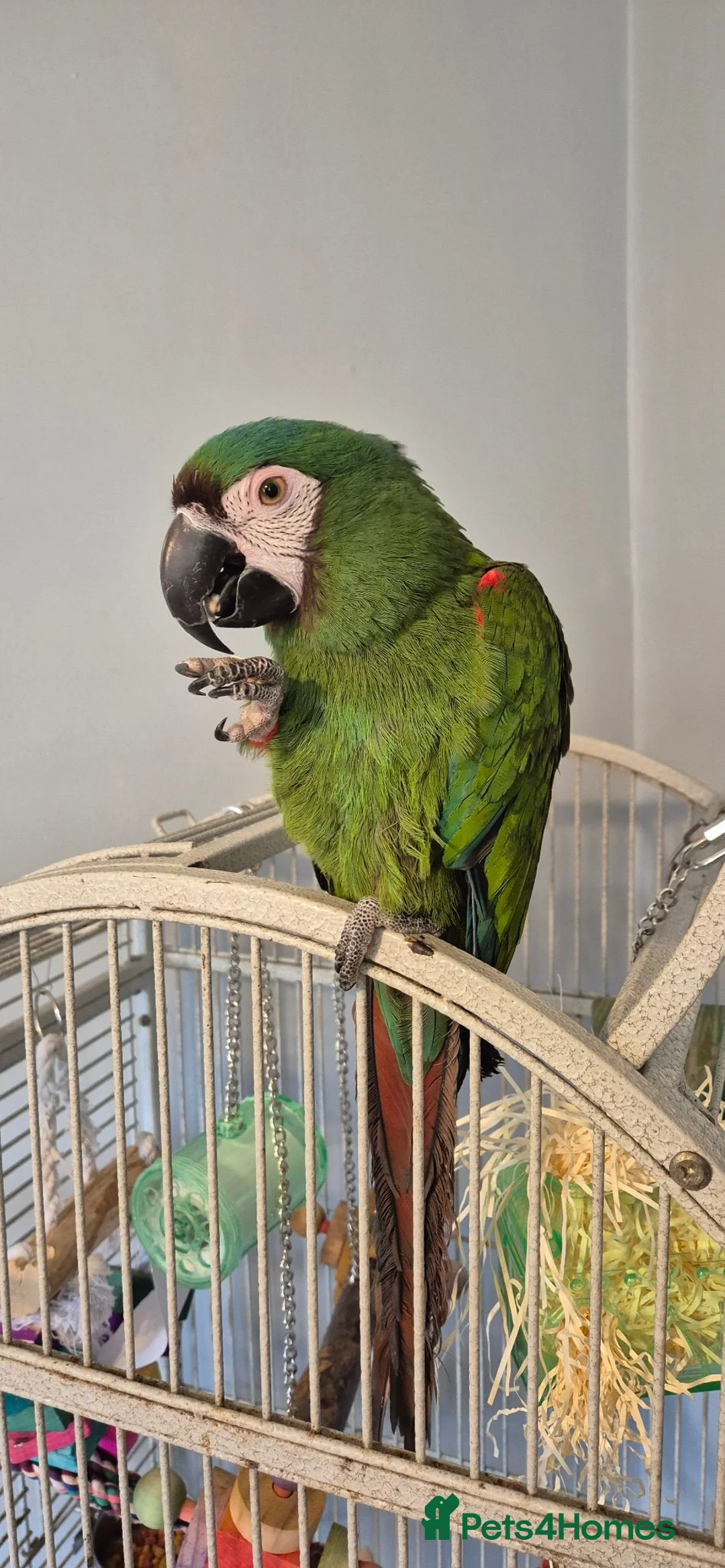 Macaws birds for sale: Reluctant sale severe macaw in Motherwell - Advert 2