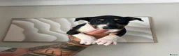 English Bull Terrier dogs for sale: English bull terrier puppies for sale - Advert 8