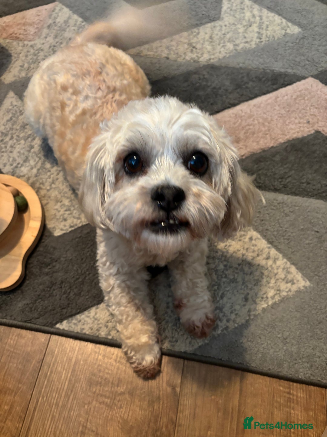 Pomchi dogs for sale: Female Pomchi and Shichon  **  - Advert 6