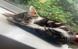 Bengal cats for sale: adorable bengal/tort kitties for sale - Image 6
