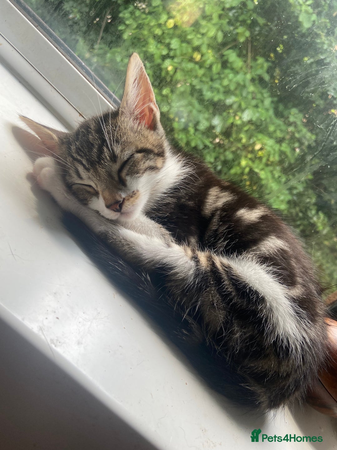 Bengal cats for sale: adorable bengal/tort kitties for sale - Image 6