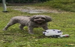 Cockapoo dogs for sale: 4 year old female cockerpoo - Image 3