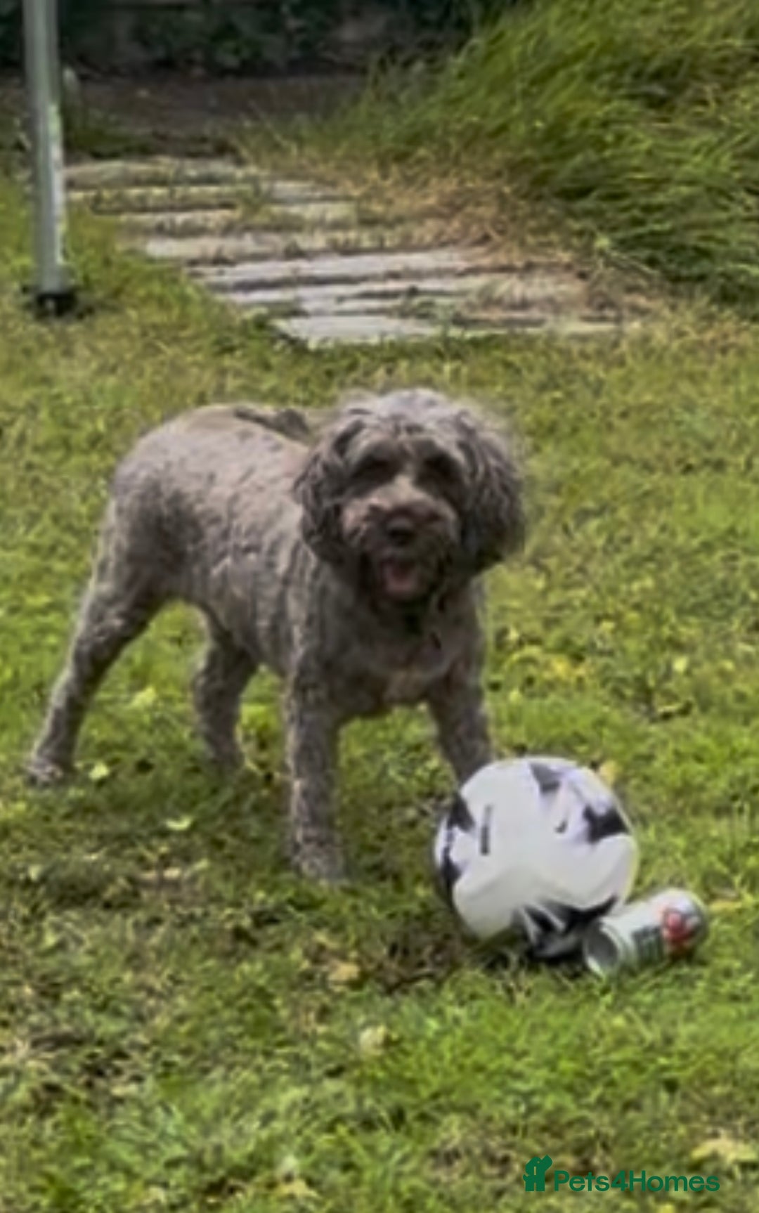 Cockapoo dogs for sale: 4 year old female cockerpoo - Image 3