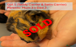 Guinea Pig rodents for sale: Teddy (& teddy satin carrier) guinea pigs for sale - Image 8