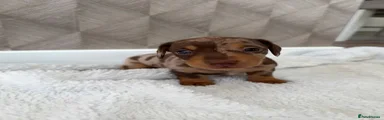 Miniature Dachshund 1