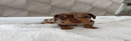 Miniature Dachshund dogs for sale: Exquisite Chocolate  Miniature Dachshunds in Ipswich - Advert 10