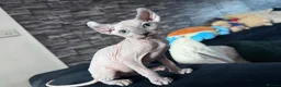 Sphynx cats for sale: 🐈‍⬛🐾 Sphynx elf's / Canadian kittens  - Advert 11