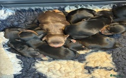 Cocker Spaniel dogs for stud: KC REGISTERED COCKER SPANIEL STUD in Worcester - Image 20