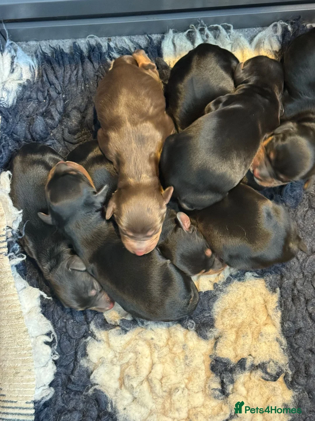 Cocker Spaniel dogs for stud: KC REGISTERED COCKER SPANIEL STUD in Worcester - Advert 20