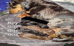 Dachshund dogs for sale: Dachshund  - Image 2