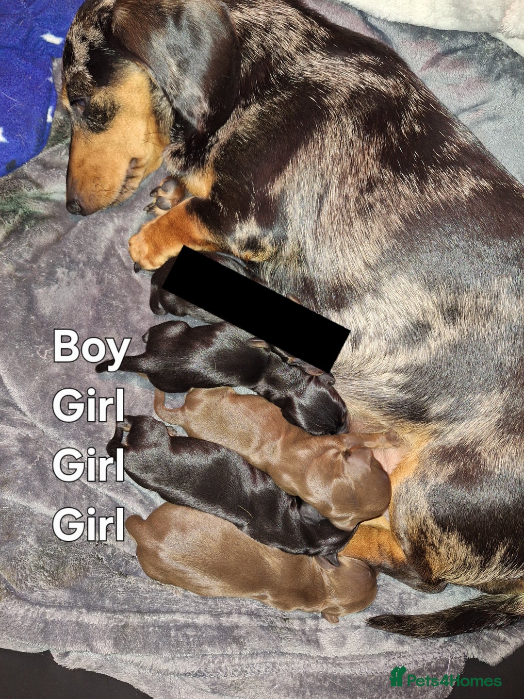 Dachshund dogs for sale: Dachshund  - Image 2