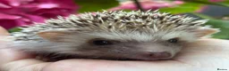 Pygmy Hedgehog rodents for sale: African Pygmy Hedgehog Ethnical breeding mixed - Advert 14