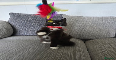 Maine Coon cats - Advert 6