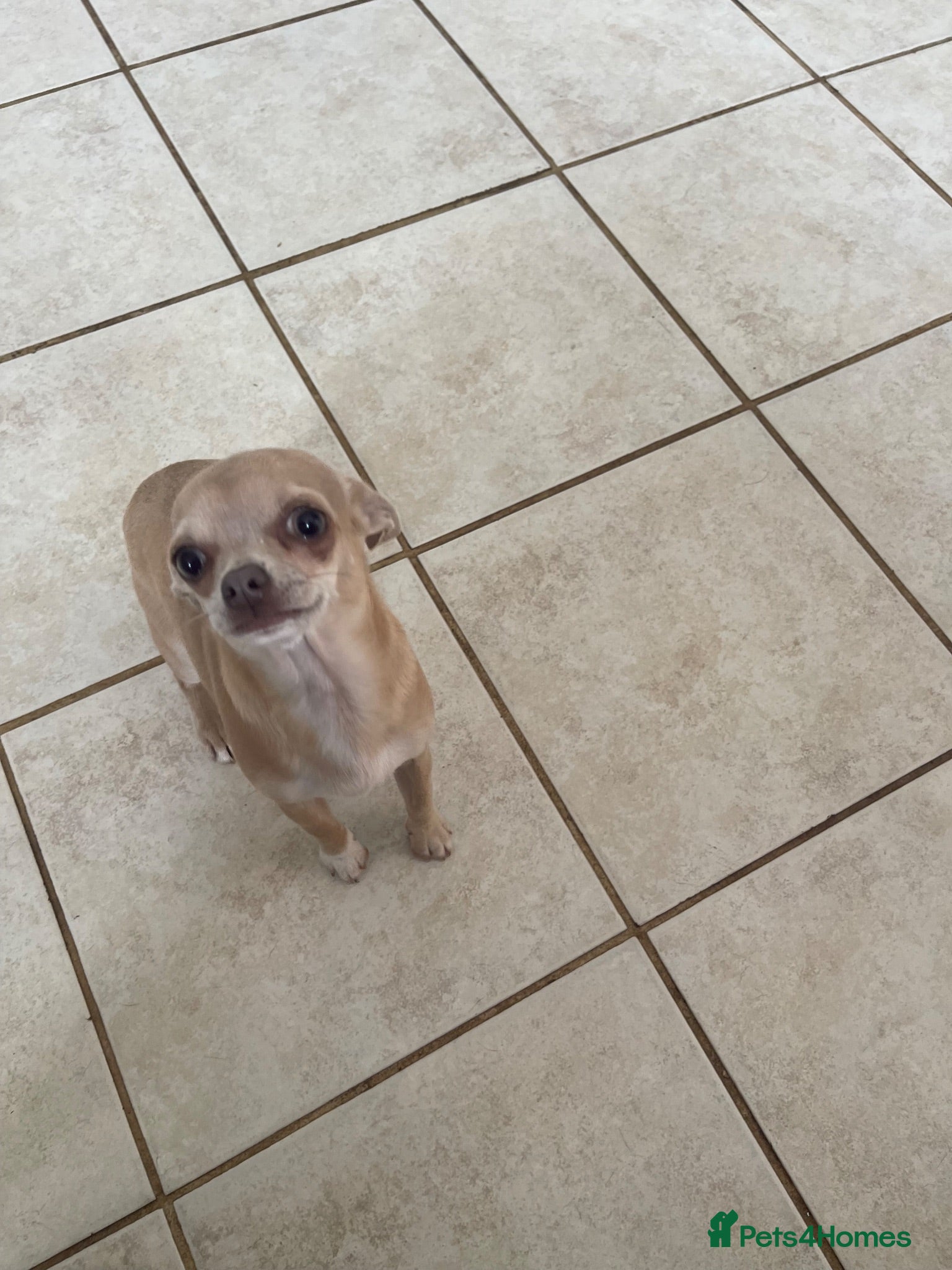Chihuahua dogs This is olive - Advert 1