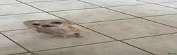 Chihuahua dogs for sale: This is olive - Advert 1