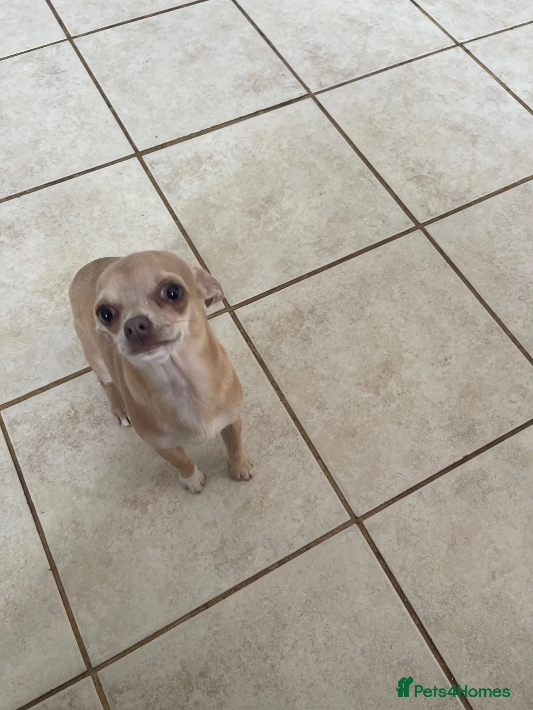Chihuahua dogs for sale: This is olive - Advert 1