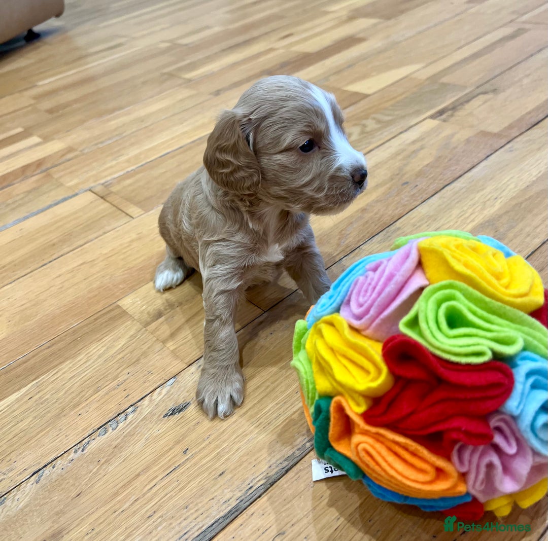 Cockapoo dogs for sale: ♥️Fabulous Toy Cockapoo Puppies Kc Reg Parents - Advert 17