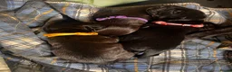 Mixed Breed dogs for sale: 3 female Patterpoos - Advert 5