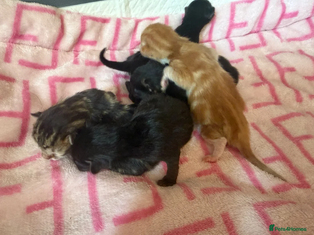 Mixed Breed cats for sale: Ragdoll cross domestic longhair kittens  - Advert 12