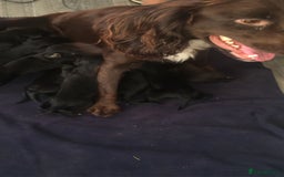 Mixed Breed dogs for sale: 8 cocker spaniel mixed breed puppy's  - Image 9