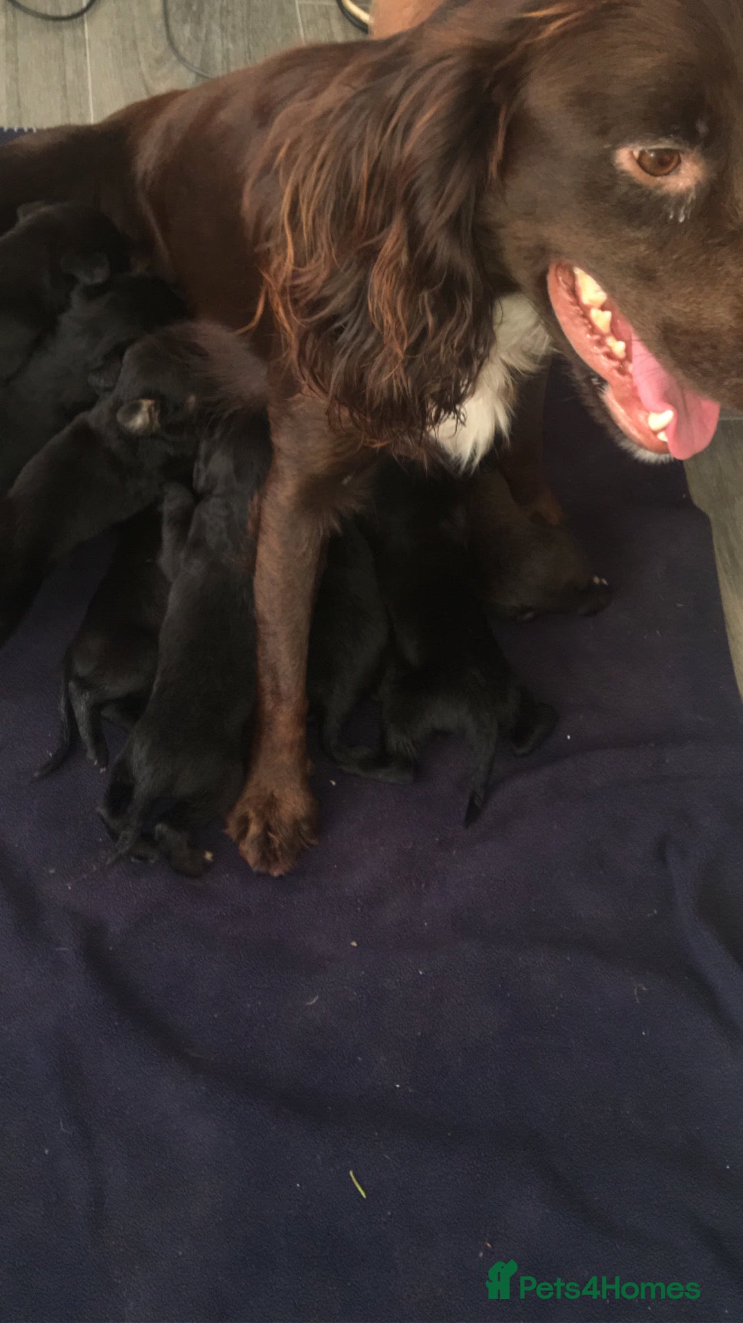 Mixed Breed dogs for sale: 8 cocker spaniel mixed breed puppy's  - Image 9