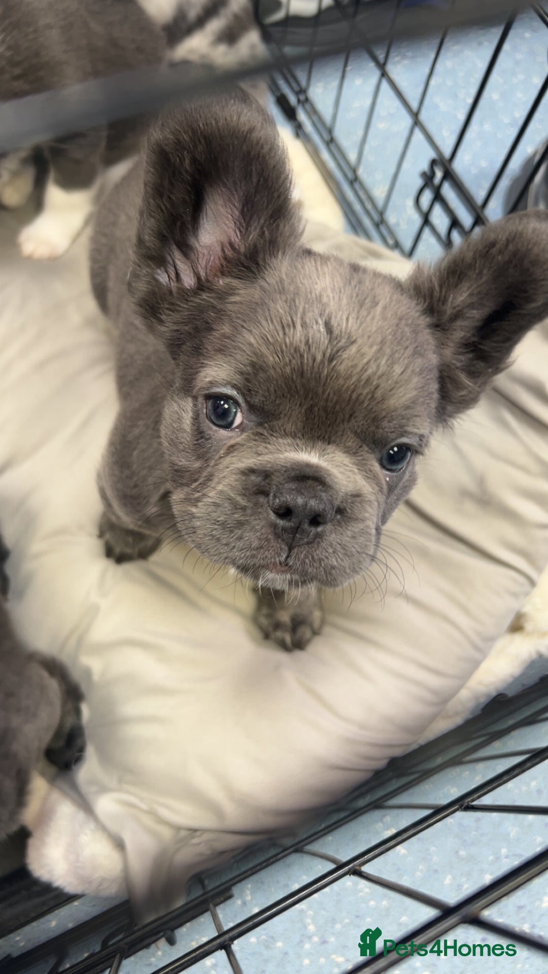 French Bulldog dogs for sale: Two, 10 Week Fluffy French Bulldogs  - Advert 7