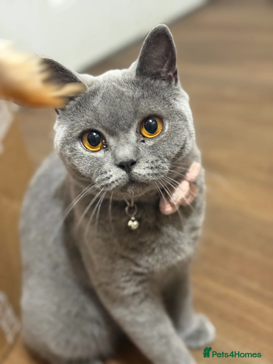 British Shorthair cats for sale: GCCF Registered Pedigree Kittens Ready To View Now in Swansea - Advert 2