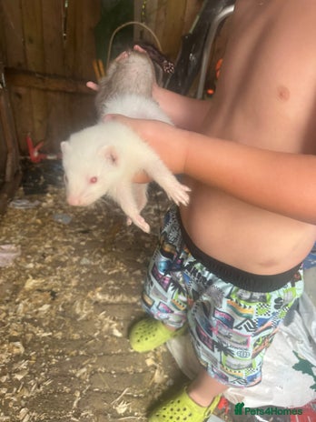 Ferret rodents - Advert 4