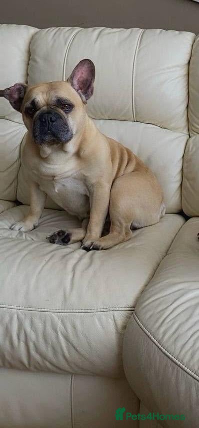 French Bulldog dogs Lovely Msle French Bulldog Looking for a new Home - Advert 1