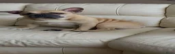 French Bulldog dogs for sale: Lovely Msle French Bulldog Looking for a new Home in Manchester - Advert 1