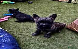Cairn Terrier dogs for sale: Adorable Cairn Terrier Puppies - Image 10
