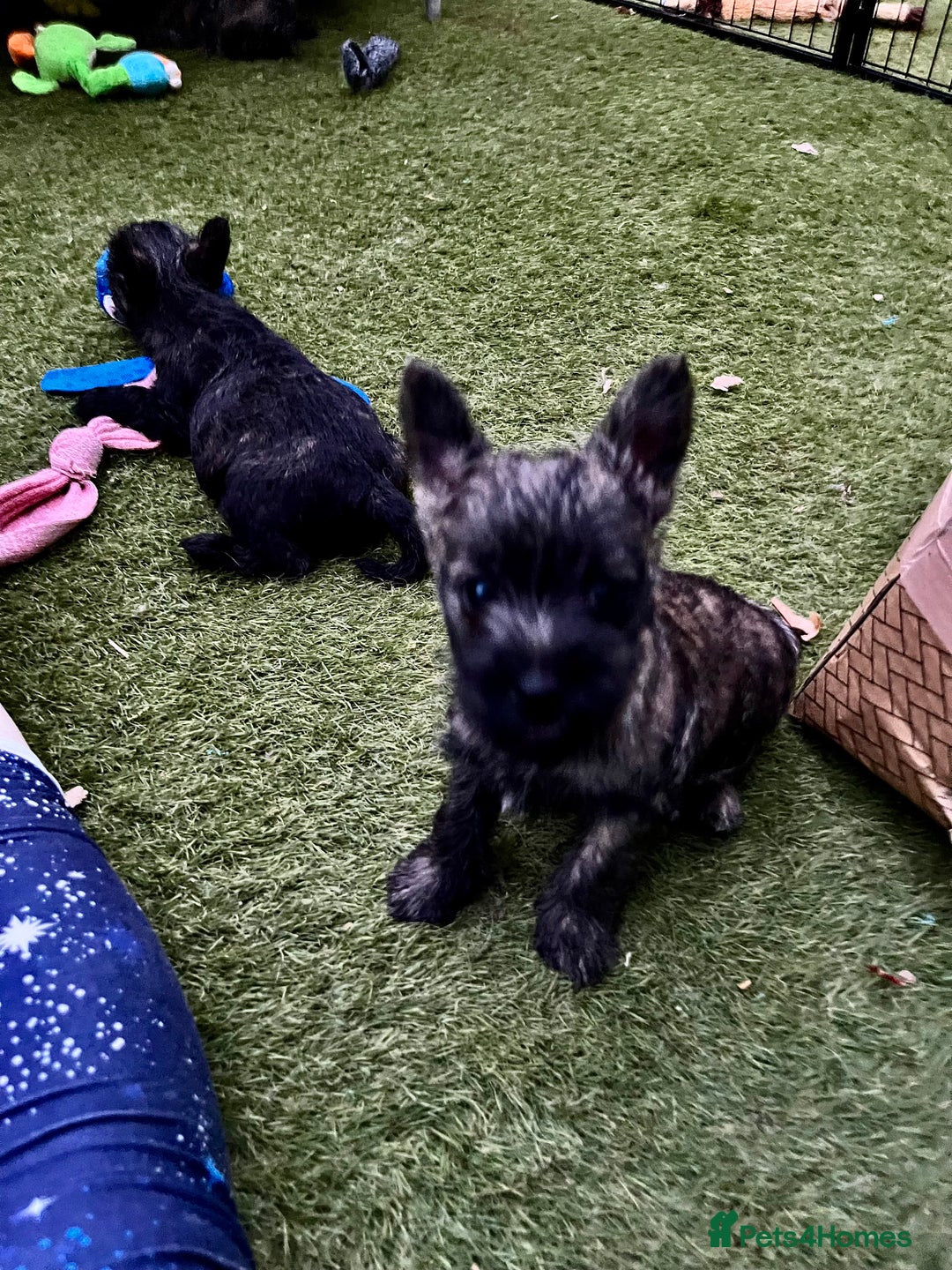 Cairn Terrier dogs for sale: Adorable Cairn Terrier Puppies - Image 10