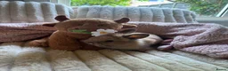 Lionhead rabbits for sale: Baby lionhead cross flop rabbits  - Advert 12