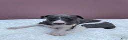 Whippet dogs for sale: 1 Gorgeous KC Reg Whippet Puppy  - Advert 21