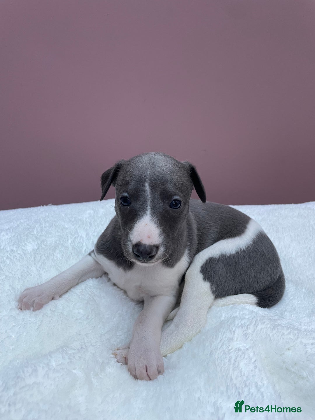 Whippet dogs for sale: 1 Gorgeous KC Reg Whippet Puppy  - Advert 21