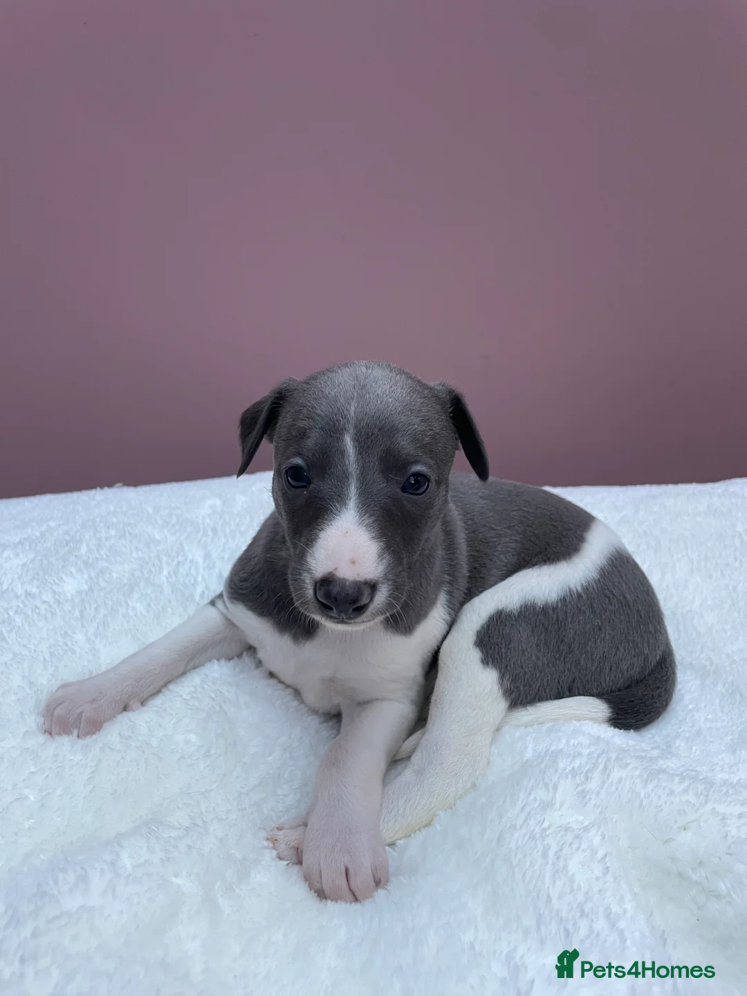 Whippet dogs for sale: 1 Gorgeous KC Reg Whippet Puppy - now reserved - Advert 21