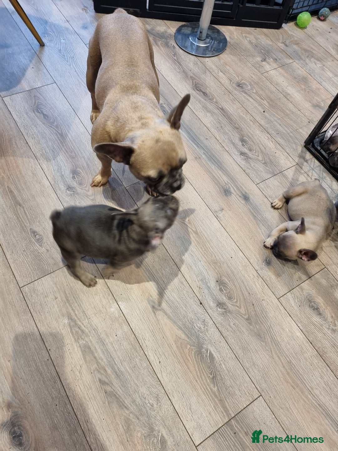 French Bulldog dogs for sale: Quality french bulldogs available to leave 🐾 - Image 34