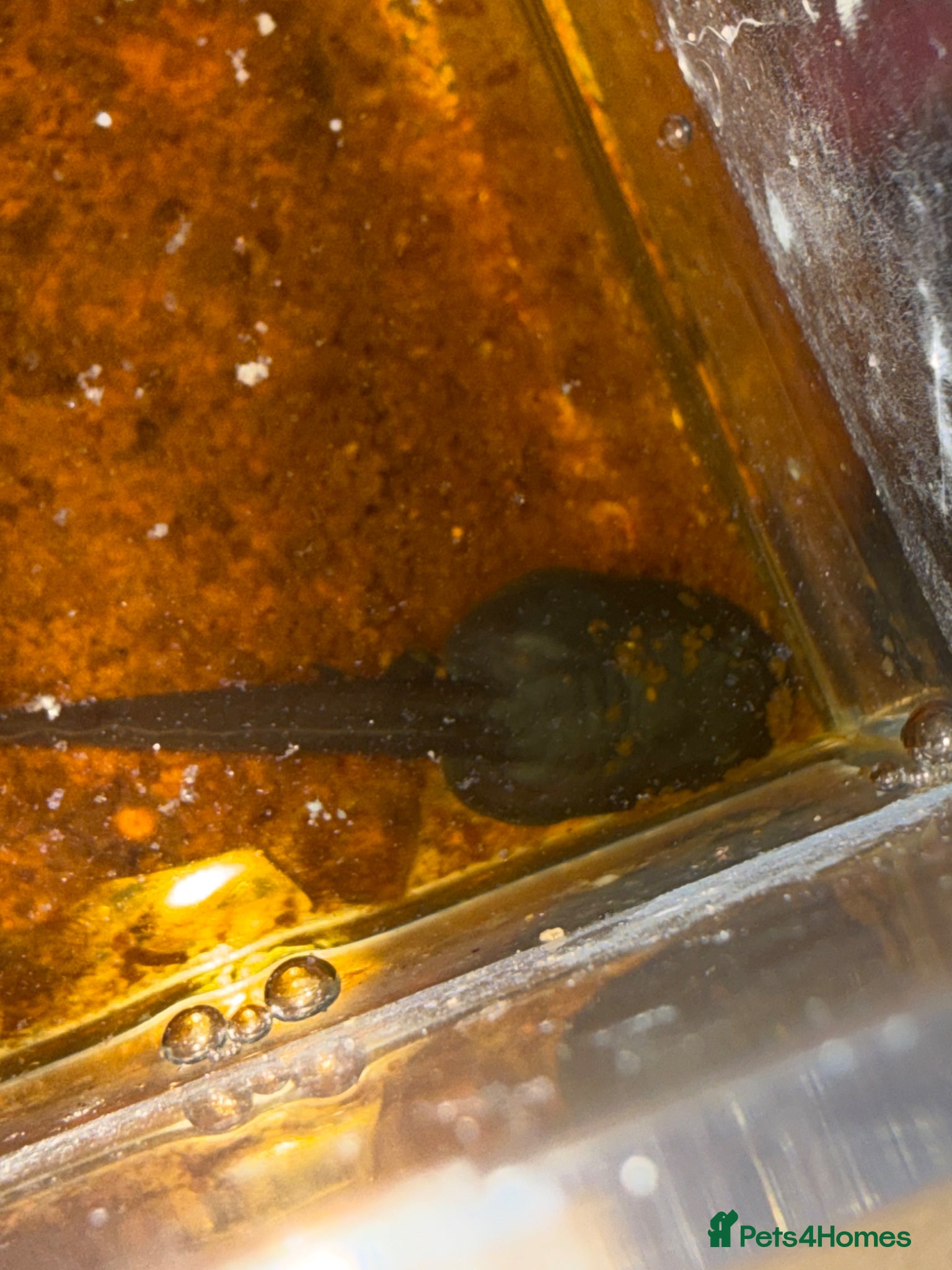 Frog reptiles Bumblebee dart frog tadpoles!!!  - Advert 6