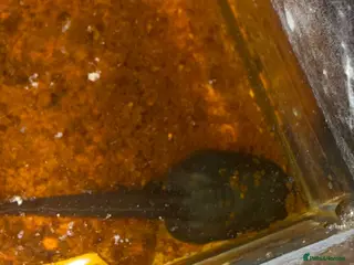 Frog reptiles Bumblebee dart frog tadpoles!!! - Advert 6