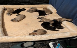 Mixed Breed dogs for sale: St Bernese X swiss Shepard pups - Image 3