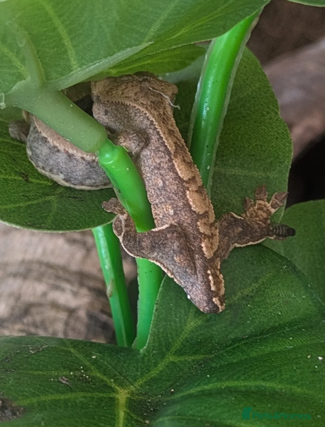 Gecko reptiles for sale: Crested Gecko Babies  - Advert 2