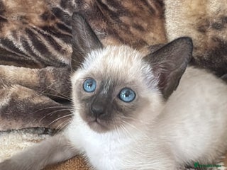 Siamese cats Seal point female kittens ready in 2 weeks - Advert 3