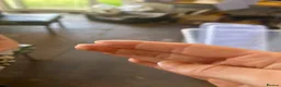 Stick Insects invertebrates for sale: Vietnamese Stick Insect  - Advert 4