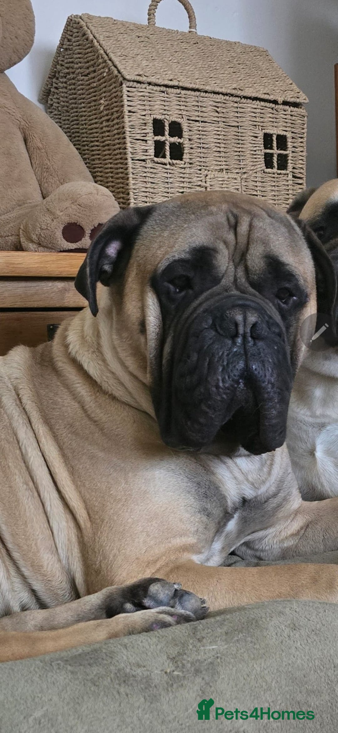 Bullmastiff dogs for sale: Bullmastiff Puppies  - Image 6