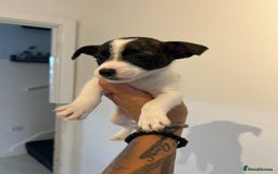Jack Russell dogs for sale: Beautiful jack russle puppies - Image 7